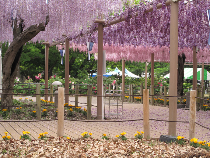 写真:6