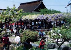 写真：曼荼羅寺とフジ