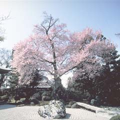 写真:彼岸桜(曼陀羅寺)