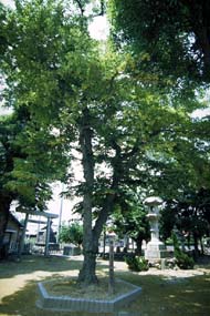 写真:ぼだいじゅ