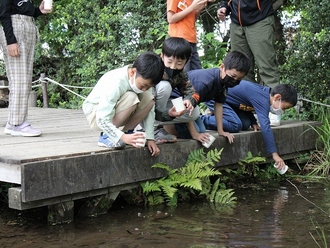 ホタルの幼虫の放流の写真